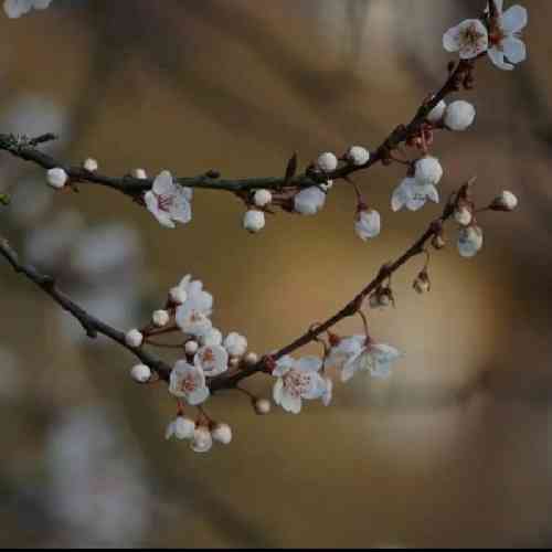 آرین سوری هنی هم مینمت هرشو ده خواوم